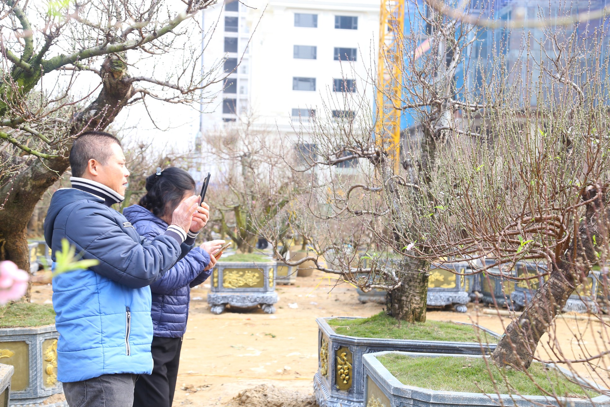 Dân buôn ngồi lướt điện thoại, đào quất Tết ế chỏng ế chơ - Ảnh 11