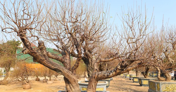 Tận thấy những gốc đào ‘khủng’ xuống phố đón Tết