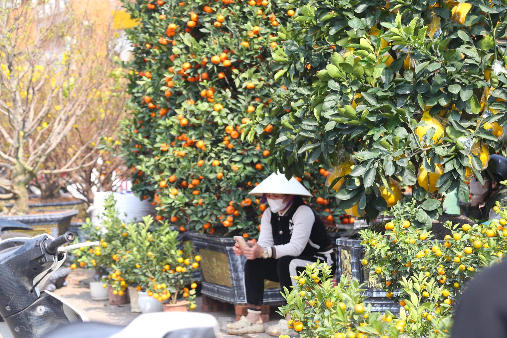 Dân buôn ngồi lướt điện thoại, đào quất Tết ế chỏng ế chơ - Ảnh 4