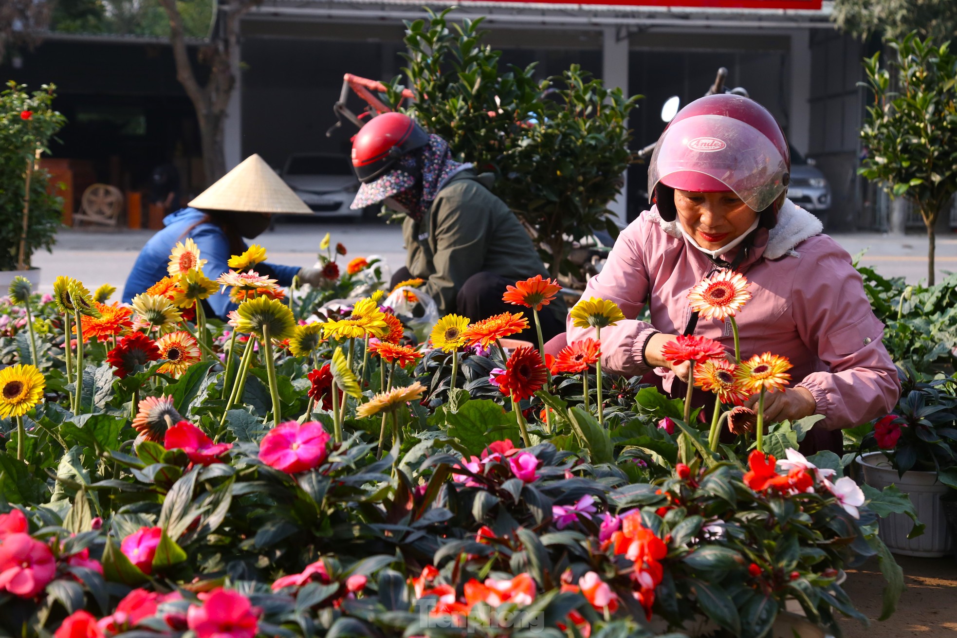 Hoa Tết tăng giá vùn vụt - Ảnh 7