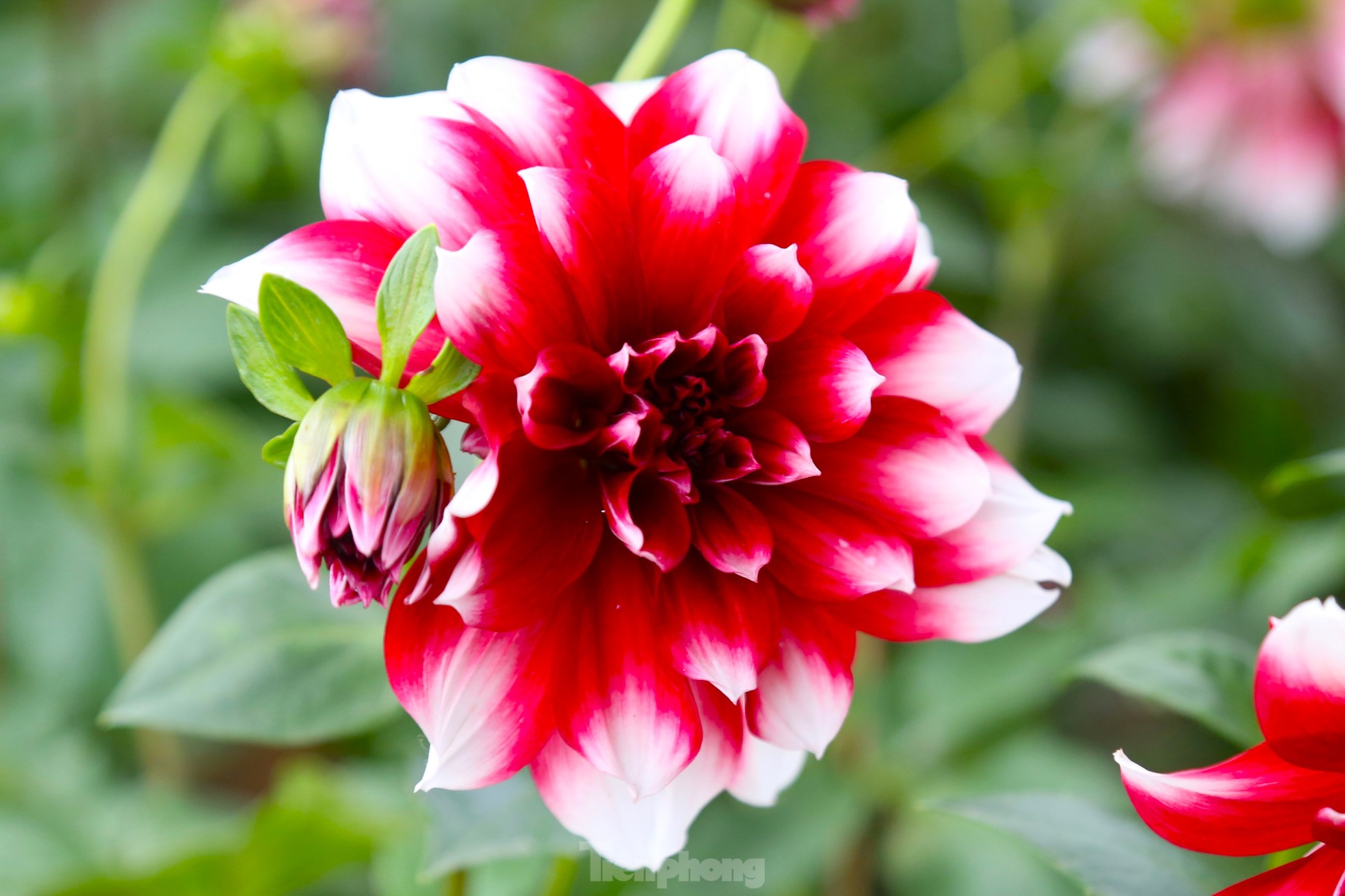 Hoa Tết tăng giá vùn vụt - Ảnh 2