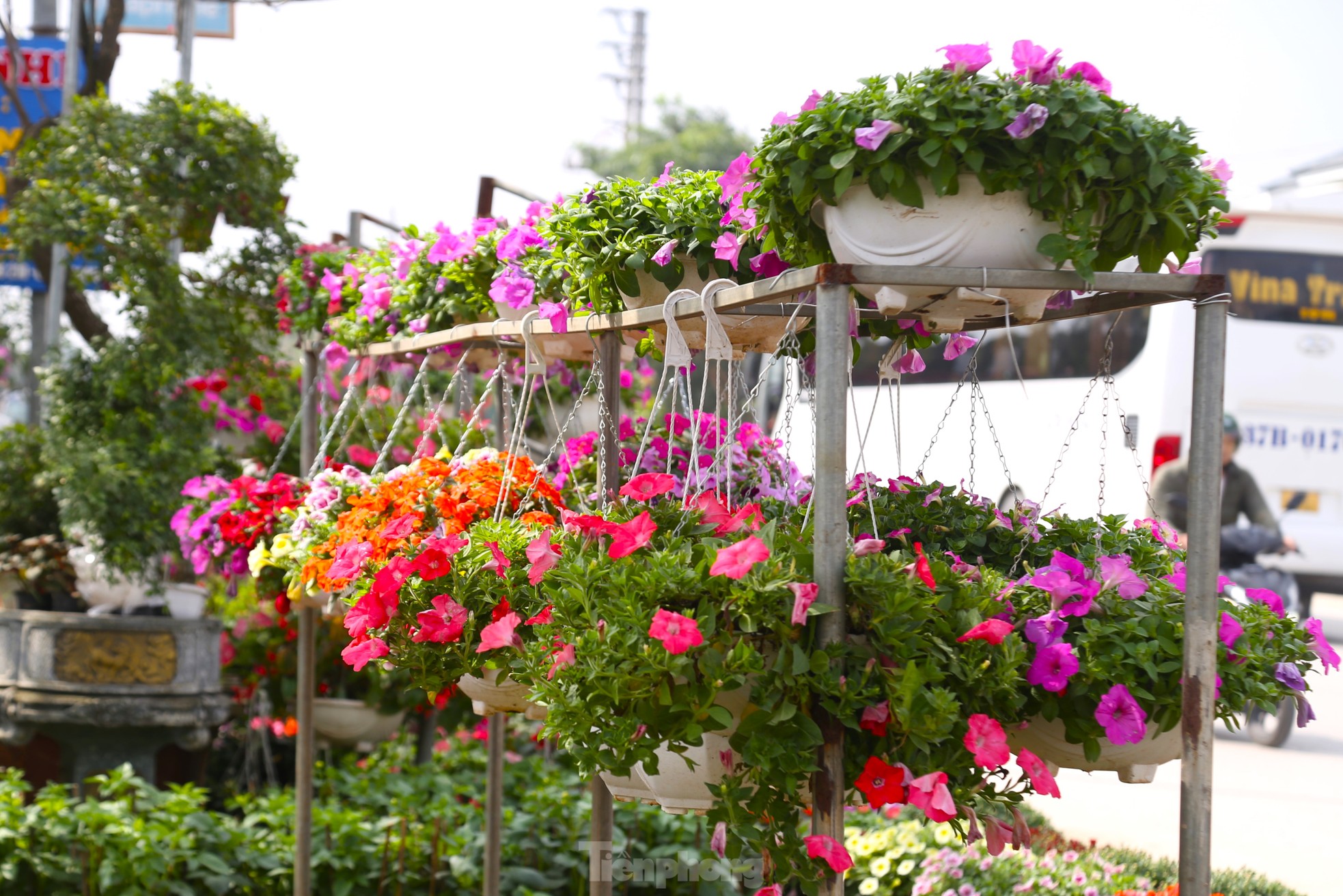 Hoa Tết tăng giá vùn vụt - Ảnh 3