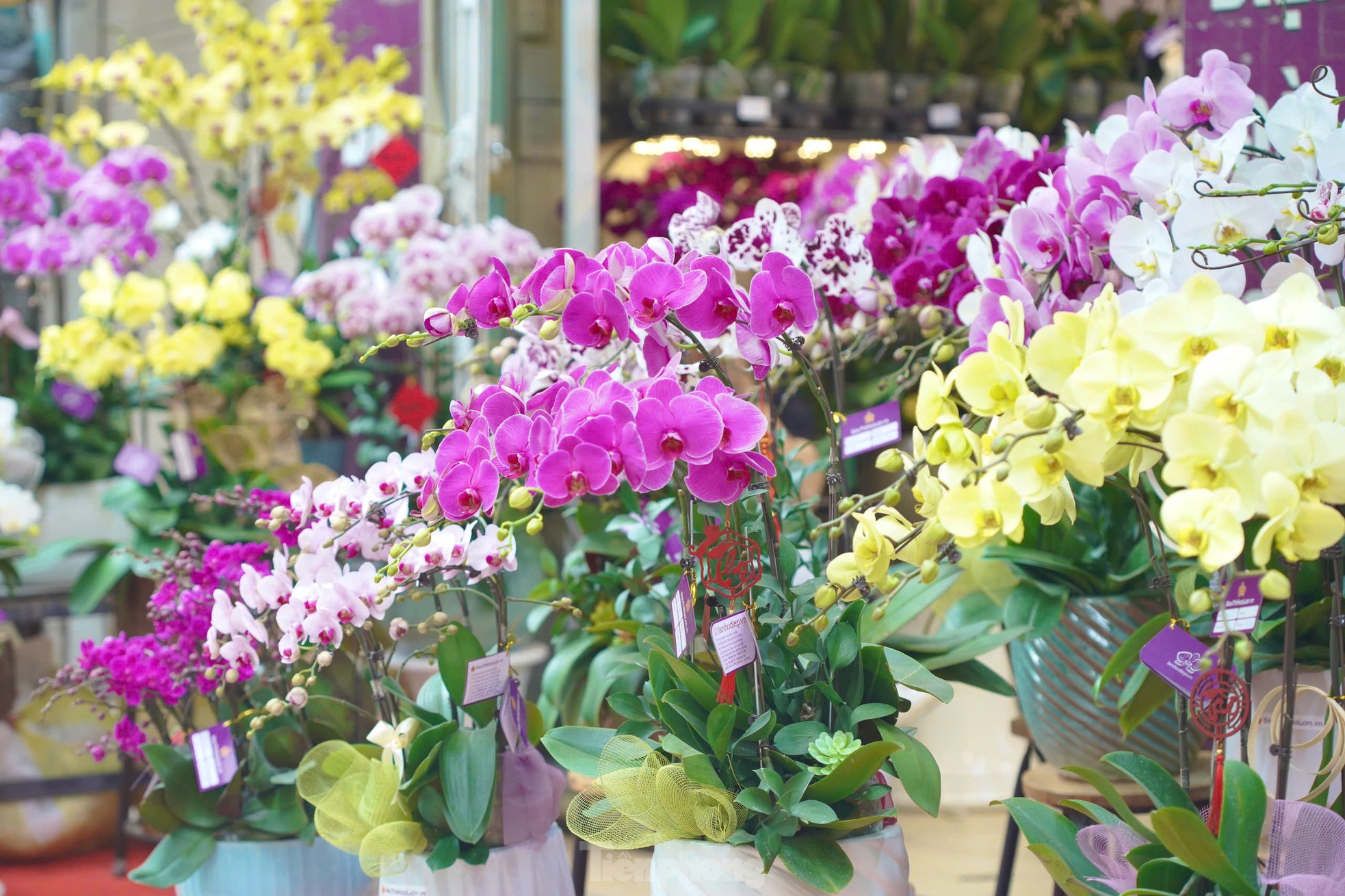 Phố cây cảnh lớn nhất Hà Nội ‘diện áo mới’ đón Tết - Ảnh 5