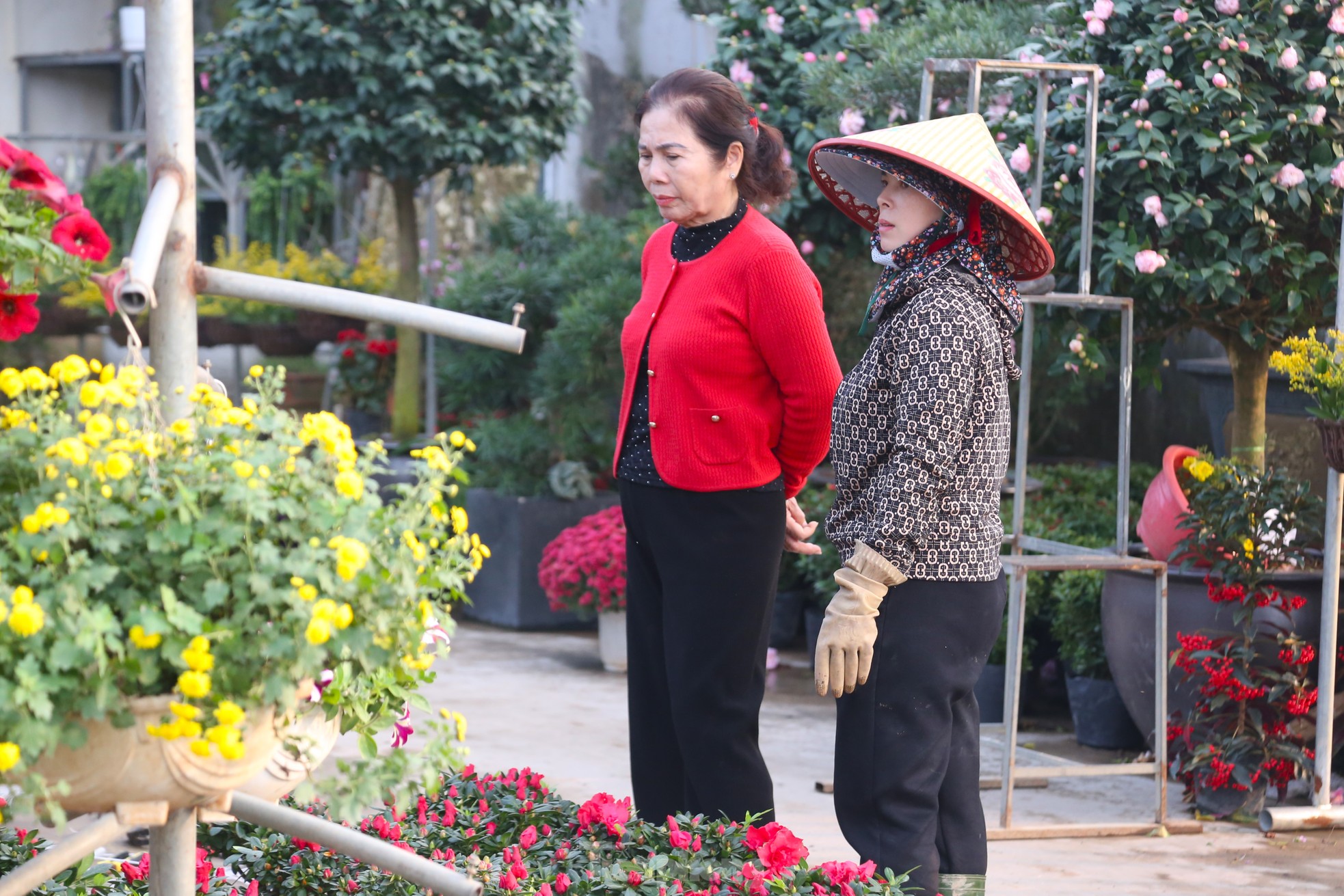 Hoa Tết tăng giá vùn vụt - Ảnh 11