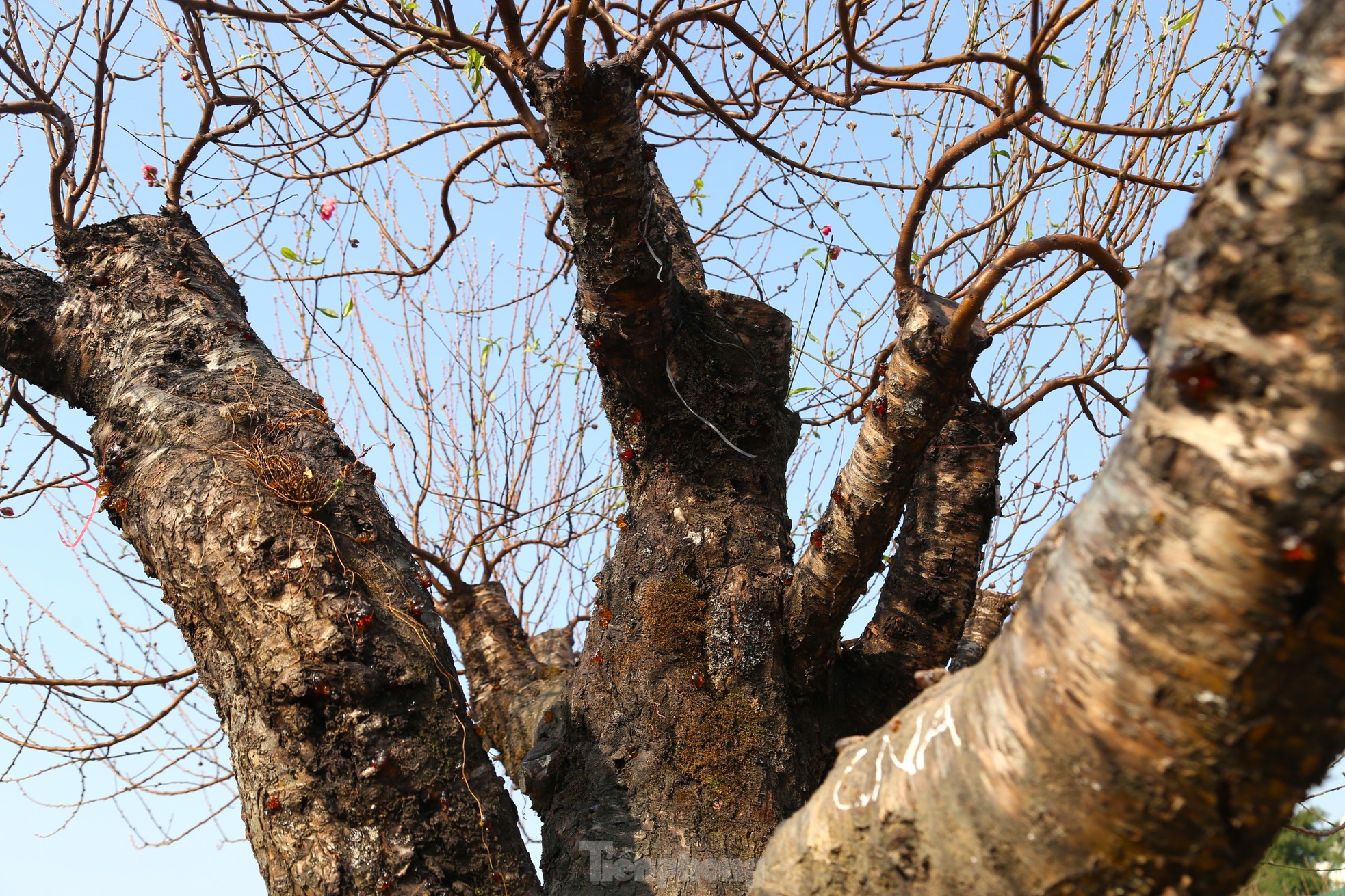 Tận thấy những gốc đào ‘khủng’ xuống phố đón Tết - Ảnh 2