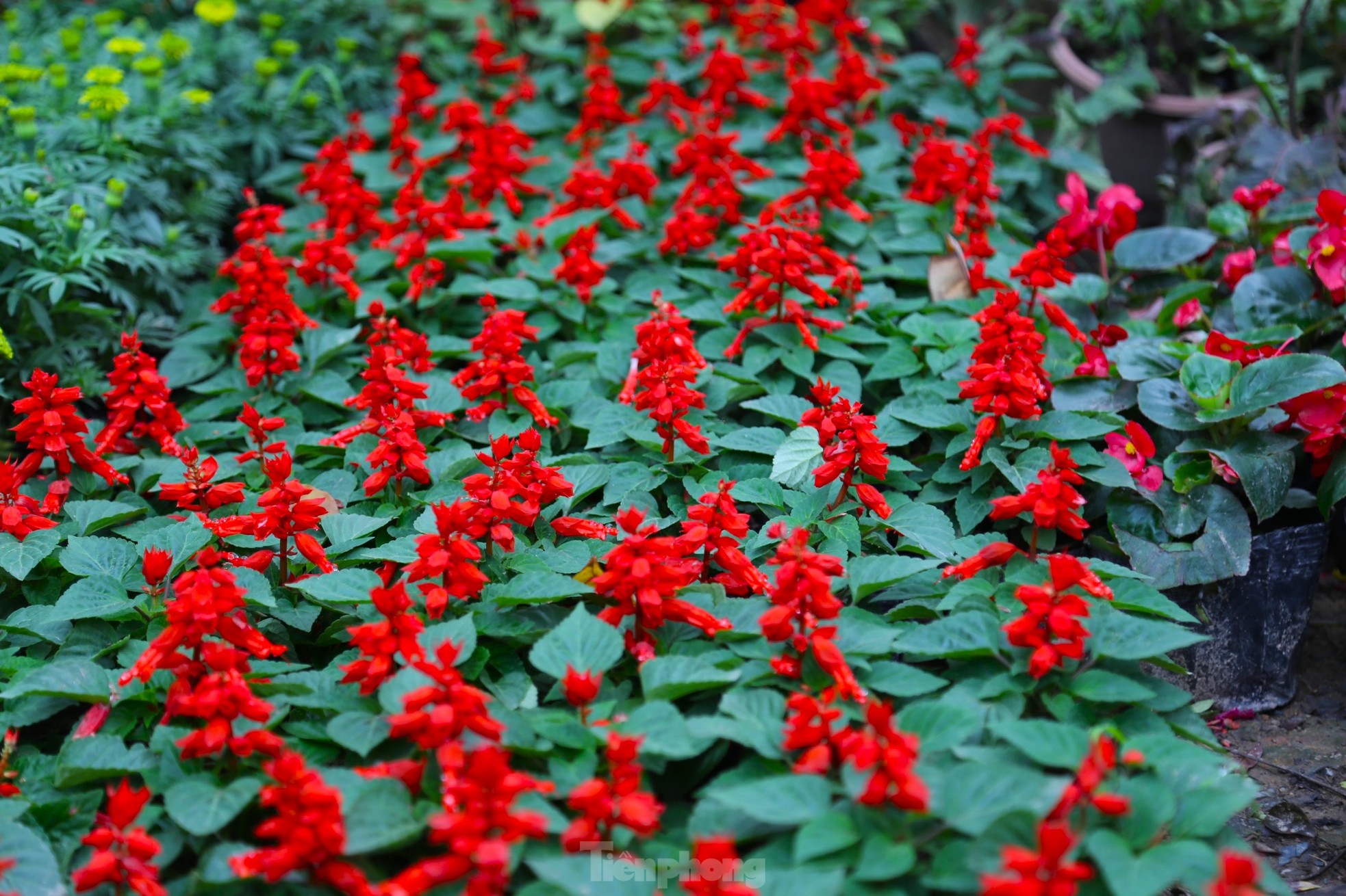 Hoa Tết tăng giá vùn vụt - Ảnh 4