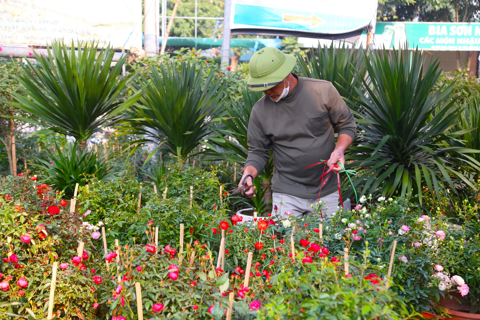 Hoa Tết tăng giá vùn vụt - Ảnh 6