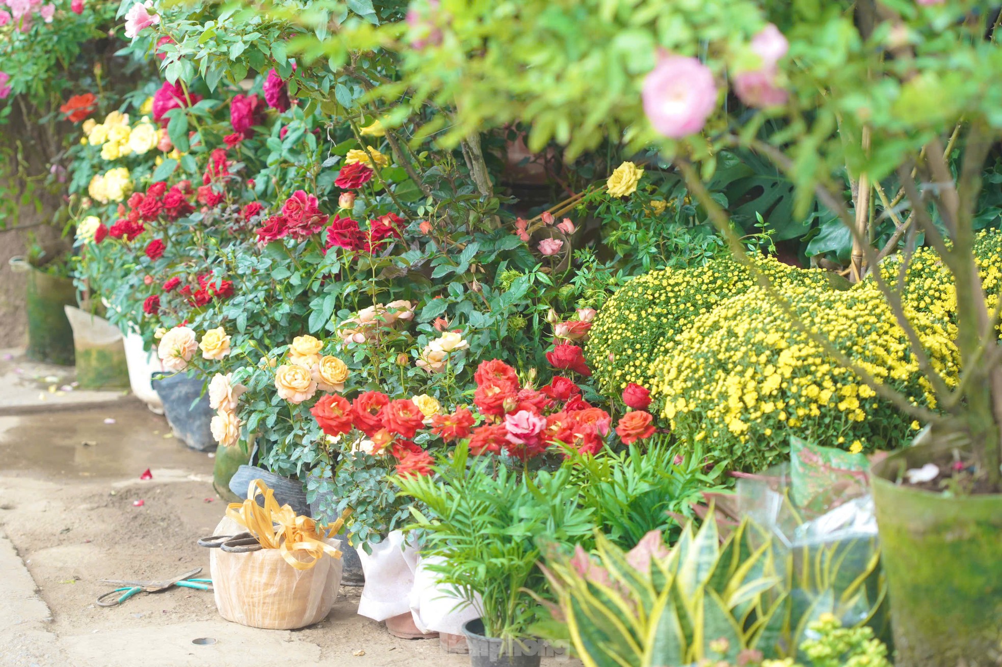 Phố cây cảnh lớn nhất Hà Nội ‘diện áo mới’ đón Tết - Ảnh 1