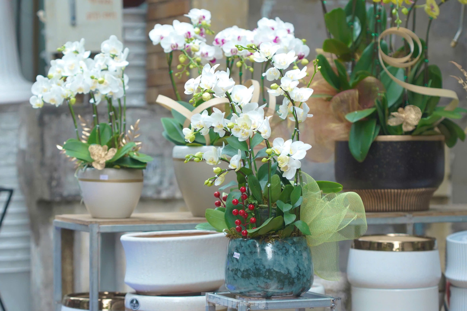 Phố cây cảnh lớn nhất Hà Nội ‘diện áo mới’ đón Tết - Ảnh 13