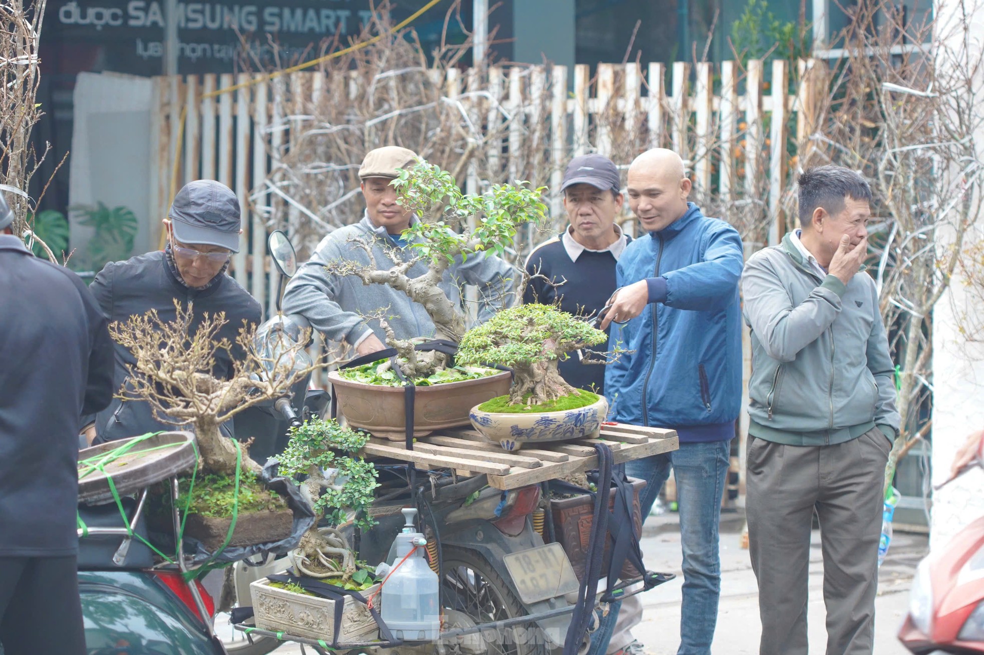 Phố cây cảnh lớn nhất Hà Nội ‘diện áo mới’ đón Tết - Ảnh 17