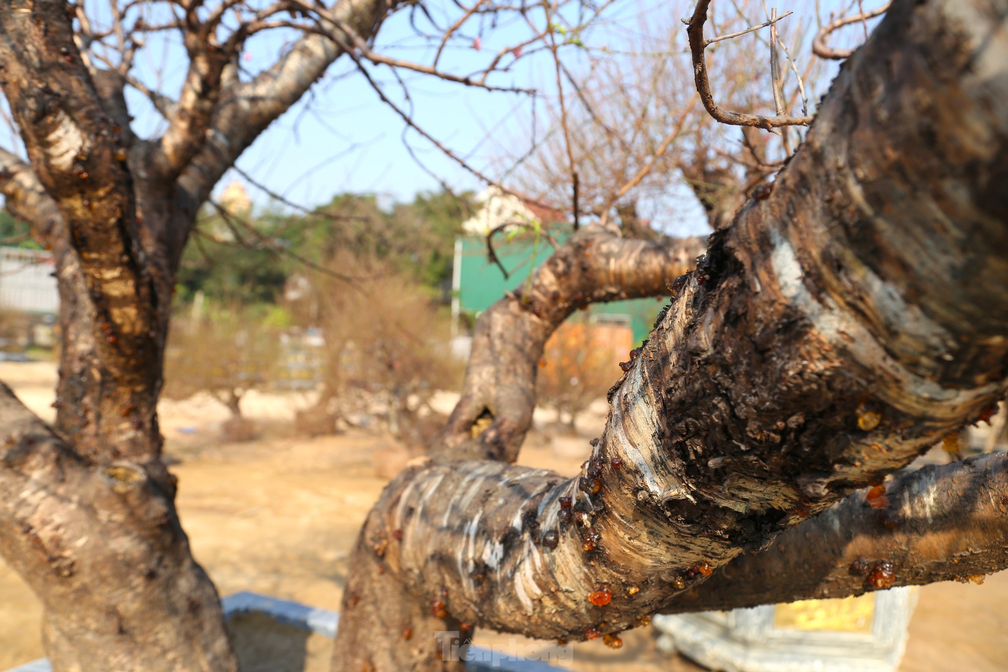 Tận thấy những gốc đào ‘khủng’ xuống phố đón Tết - Ảnh 3