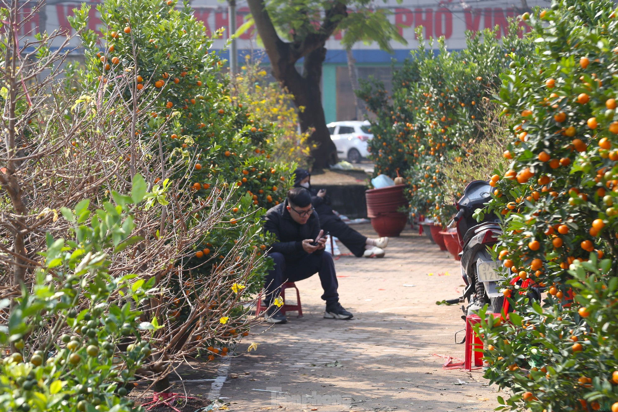 Dân buôn ngồi lướt điện thoại, đào quất Tết ế chỏng ế chơ - Ảnh 2