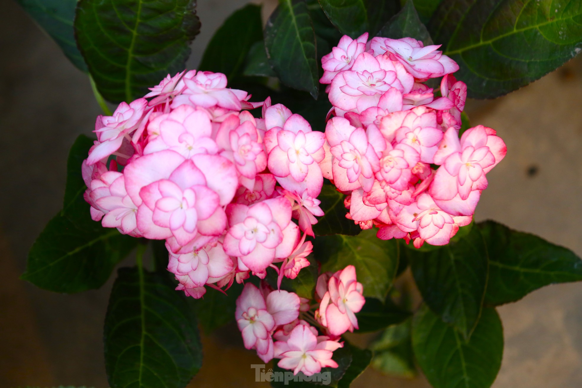 Hoa Tết tăng giá vùn vụt - Ảnh 5