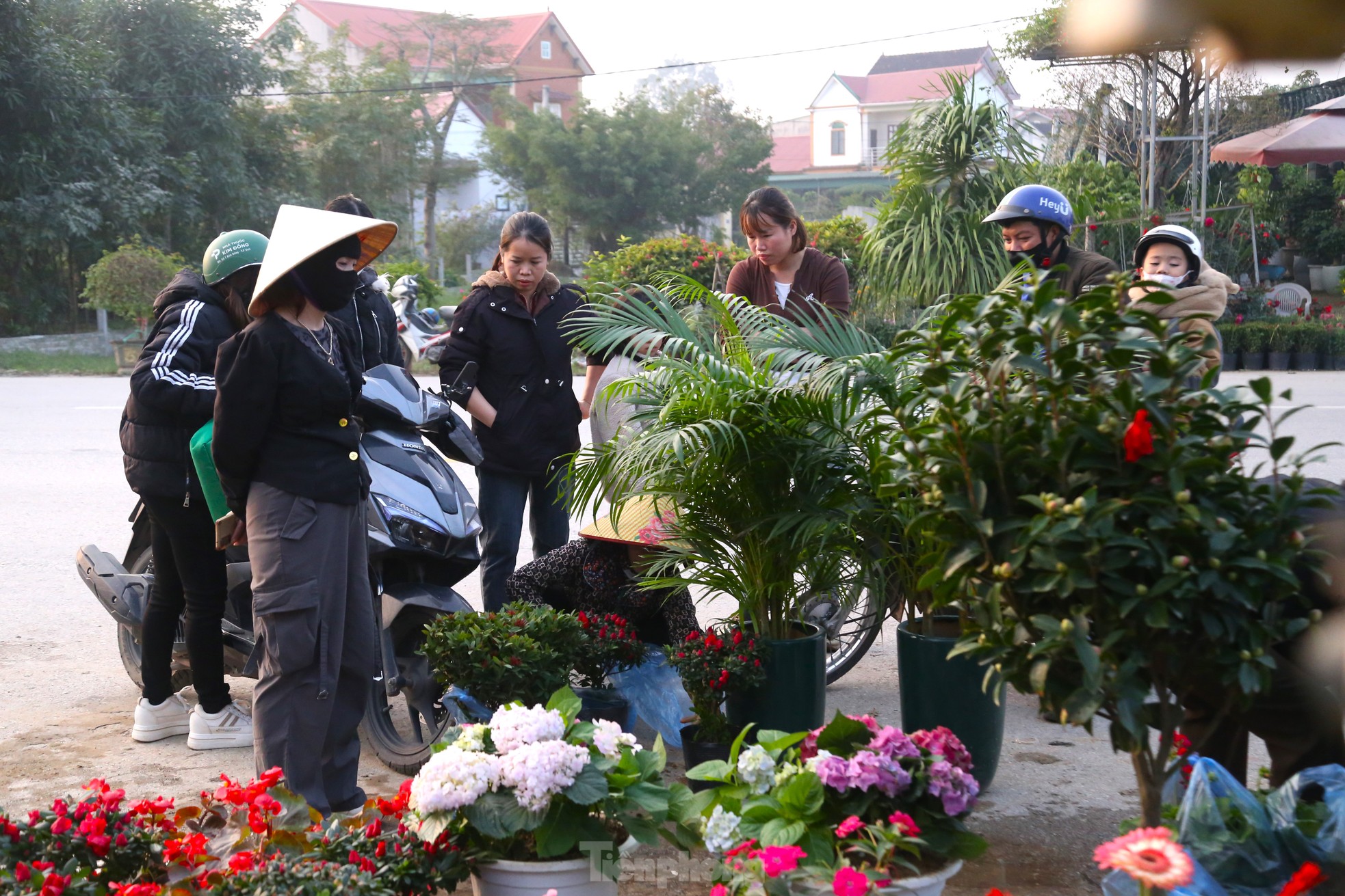 Hoa Tết tăng giá vùn vụt - Ảnh 12