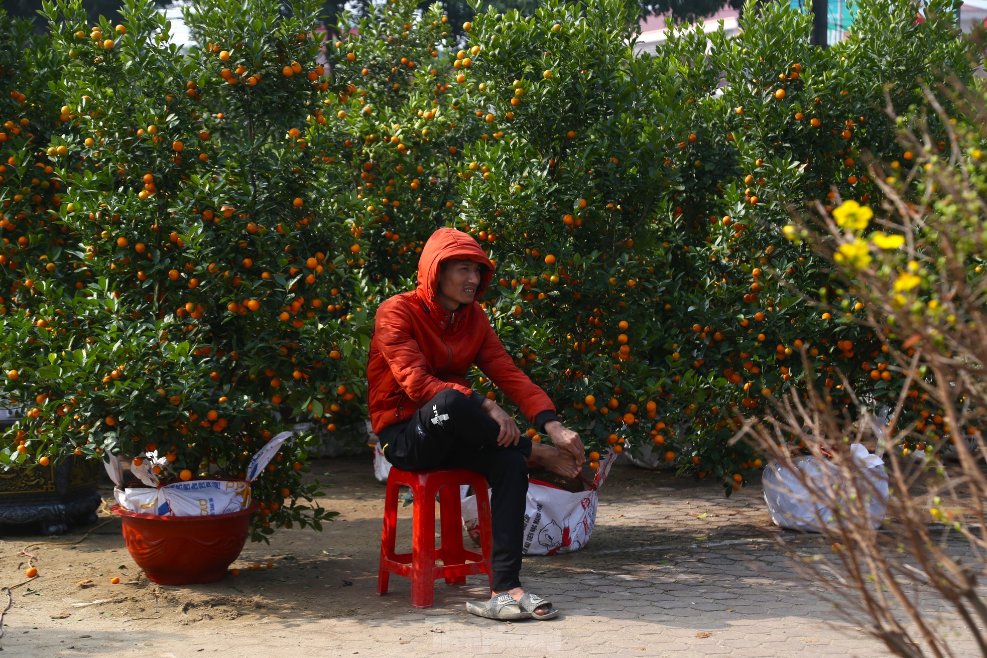 Dân buôn ngồi lướt điện thoại, đào quất Tết ế chỏng ế chơ - Ảnh 3