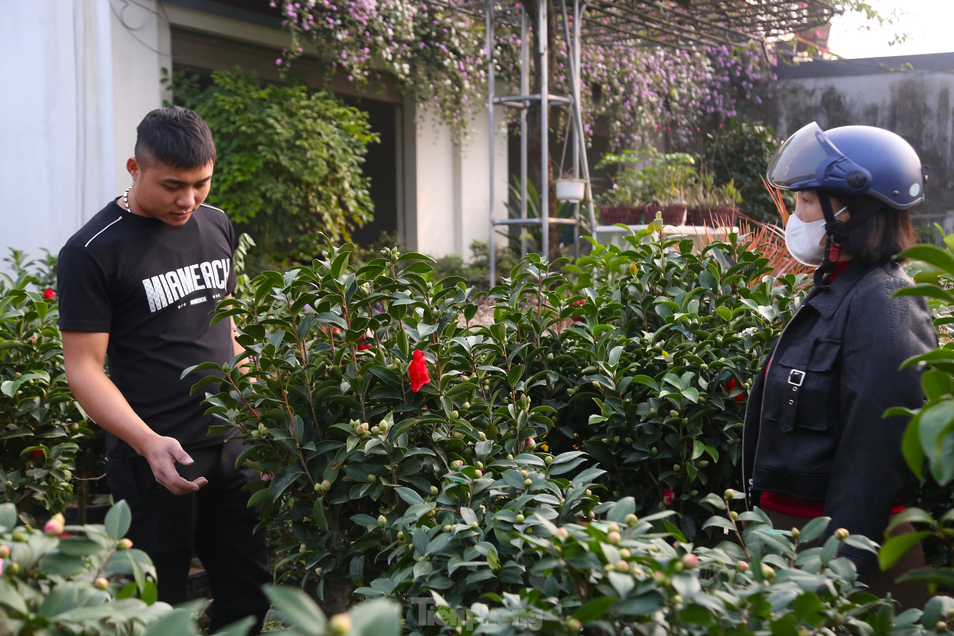 Hoa Tết tăng giá vùn vụt - Ảnh 8