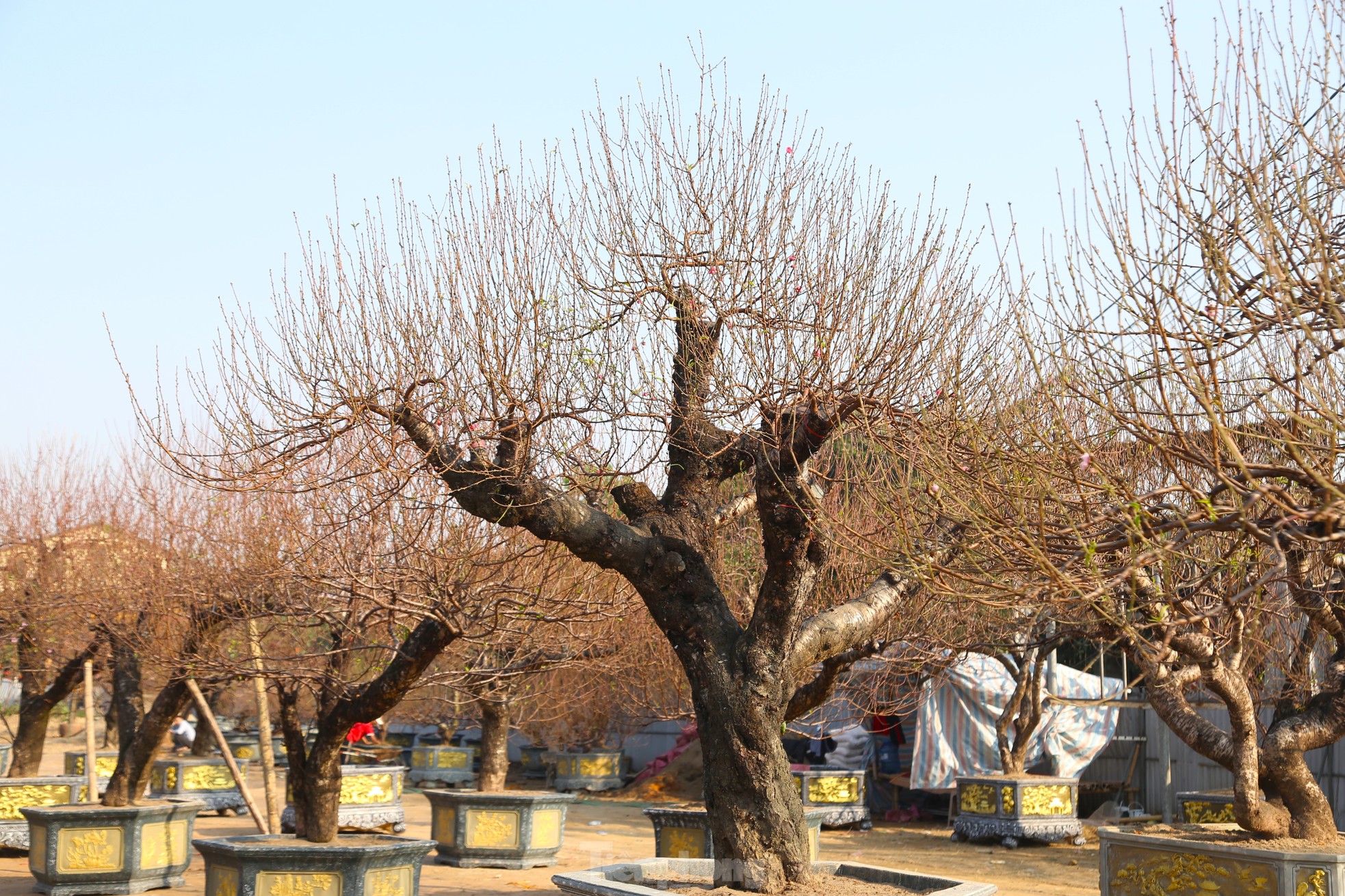 Tận thấy những gốc đào ‘khủng’ xuống phố đón Tết - Ảnh 1