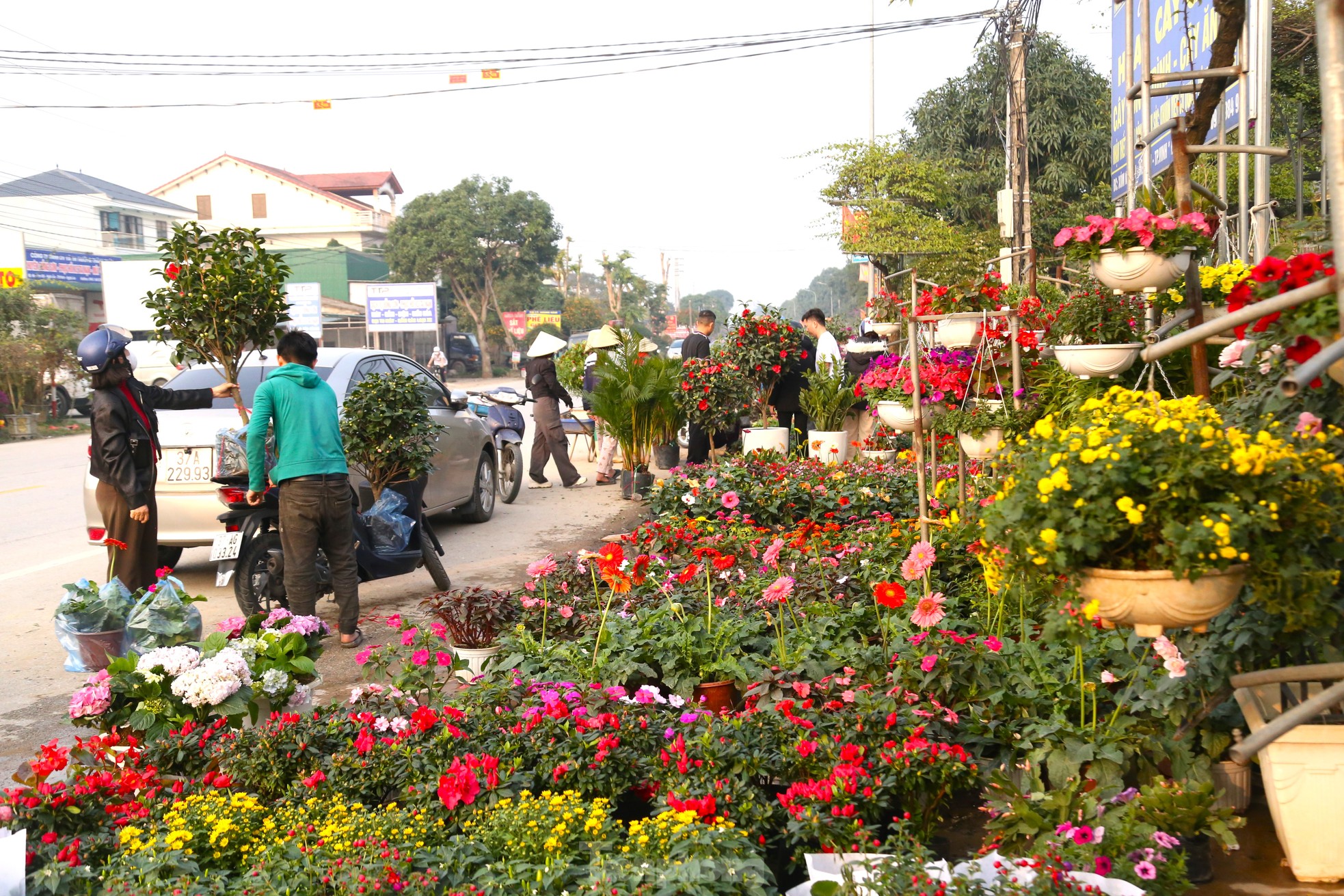 Hoa Tết tăng giá vùn vụt - Ảnh 1