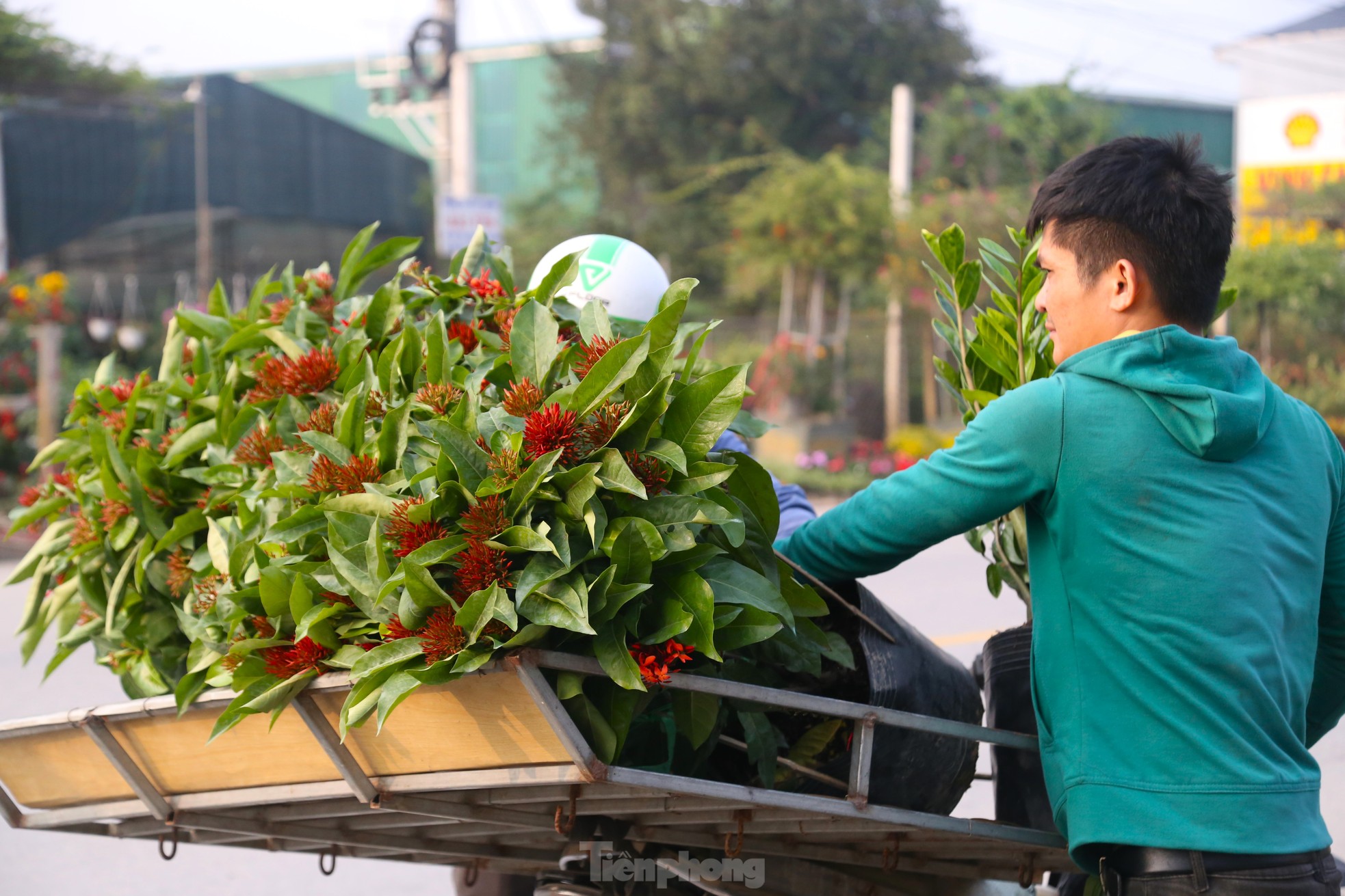 Hoa Tết tăng giá vùn vụt - Ảnh 13