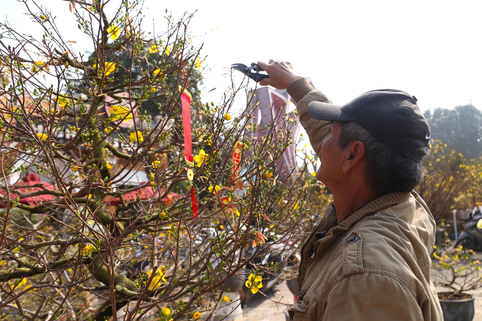 Dân buôn ngồi lướt điện thoại, đào quất Tết ế chỏng ế chơ - Ảnh 5