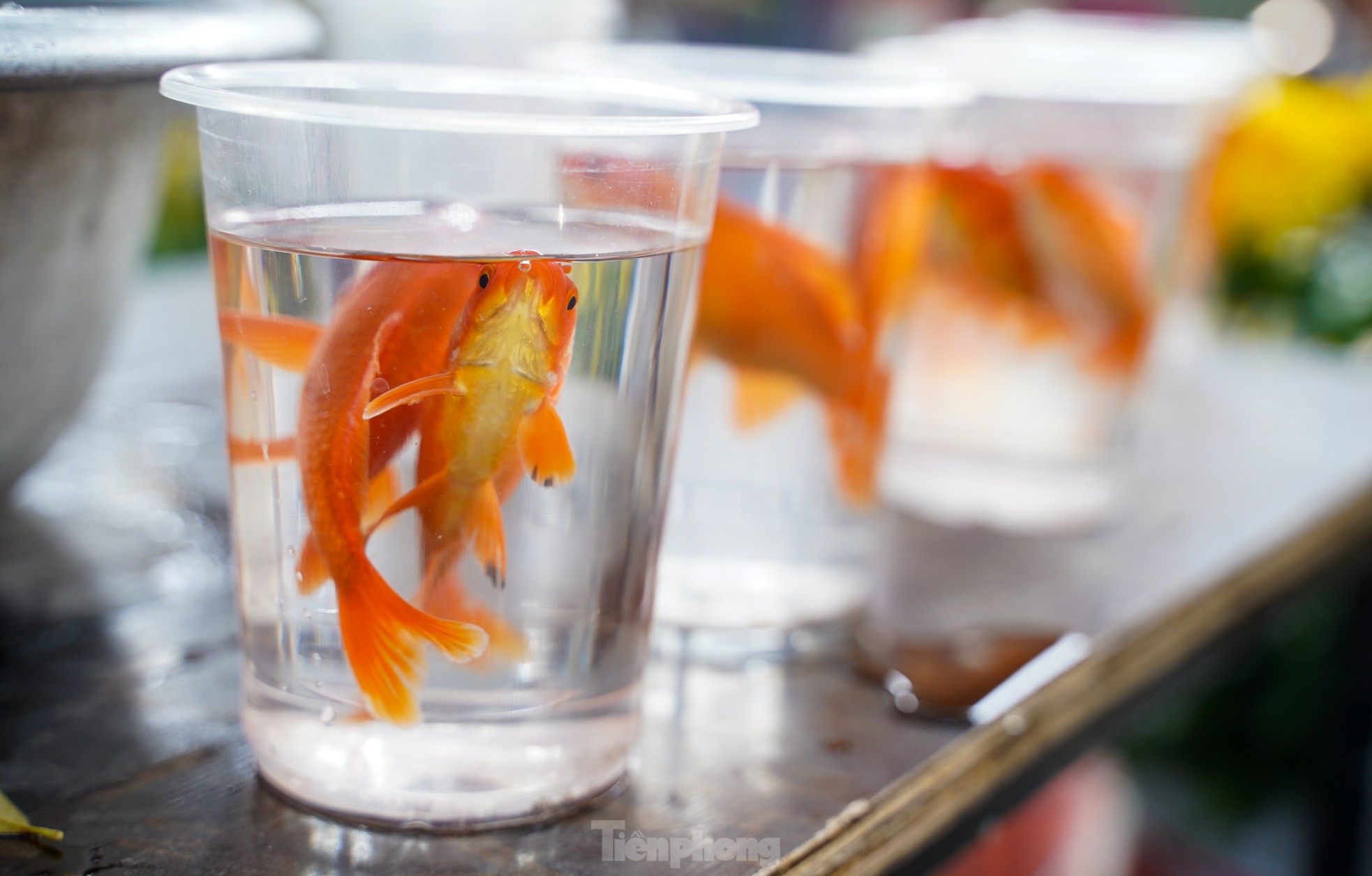 Tết ông Công ông Táo: Đồ cúng chế biến phong phú, gà ngậm hoa hồng giá 500.000đ/con - Ảnh 15