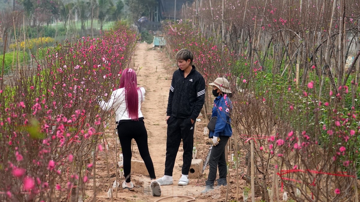 Hà Nội: Đào Nhật Tân tăng giá mạnh, chi tiền triệu vẫn khó mua - Ảnh 1