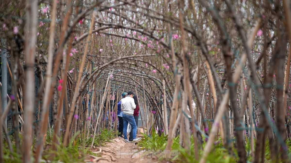 Hà Nội: Đào Nhật Tân tăng giá mạnh, chi tiền triệu vẫn khó mua - Ảnh 2