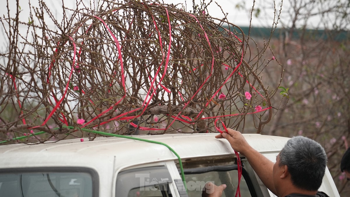 Hà Nội: Đào Nhật Tân tăng giá mạnh, chi tiền triệu vẫn khó mua - Ảnh 8