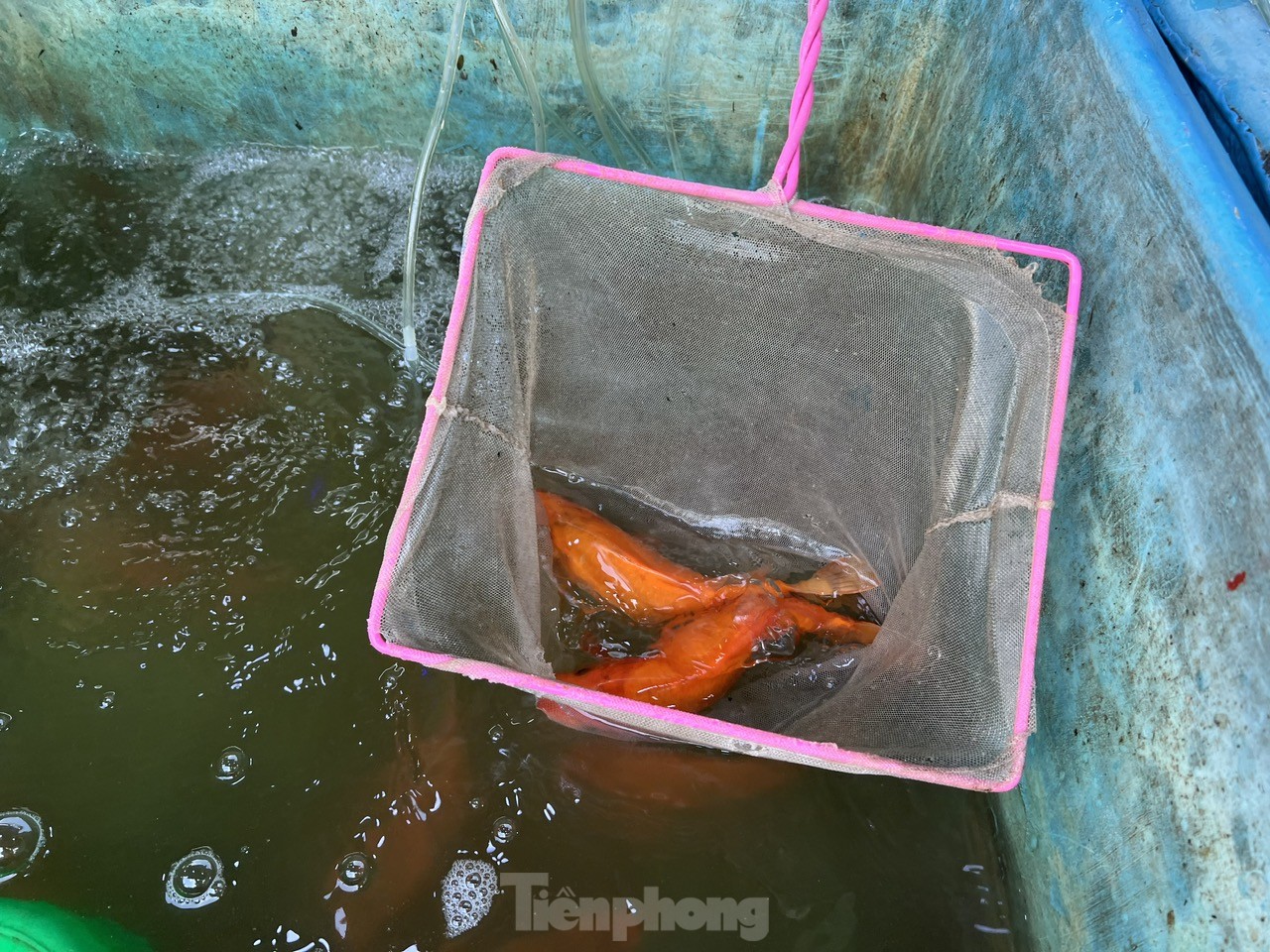 Lễ vật đưa ông Táo về trời đắt khách, mua không cần trả giá - Ảnh 5