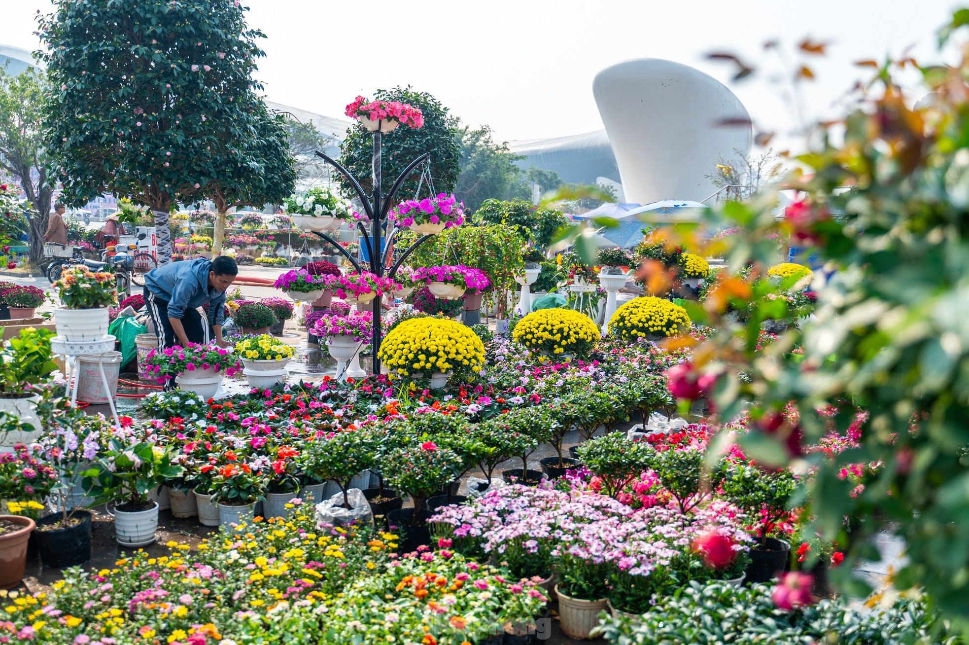 Cặp tùng có giá hơn 2,7 tỷ xuất hiện tại hội chợ hoa ở Hạ Long - Ảnh 1