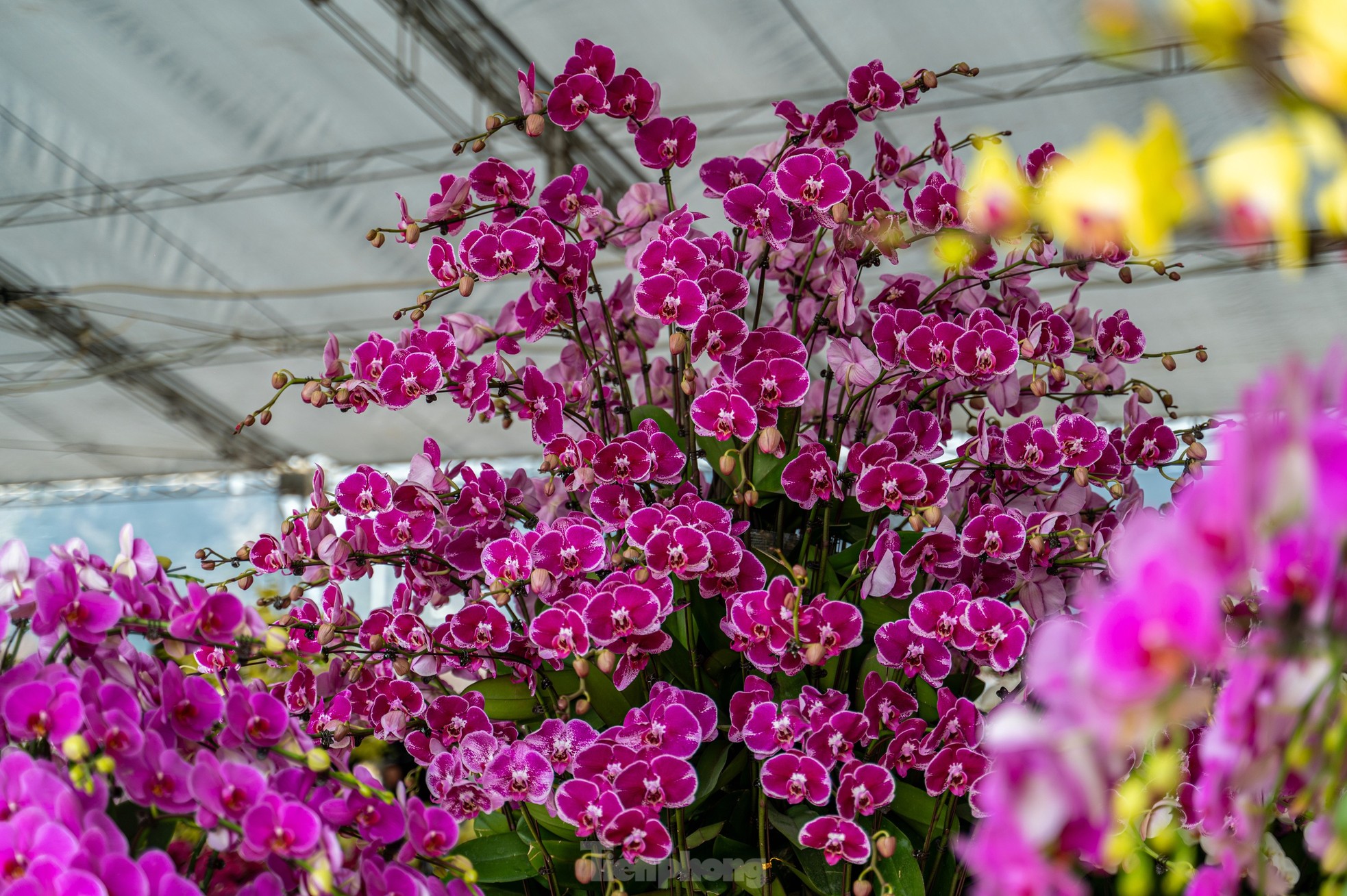 Cặp tùng có giá hơn 2,7 tỷ xuất hiện tại hội chợ hoa ở Hạ Long - Ảnh 6