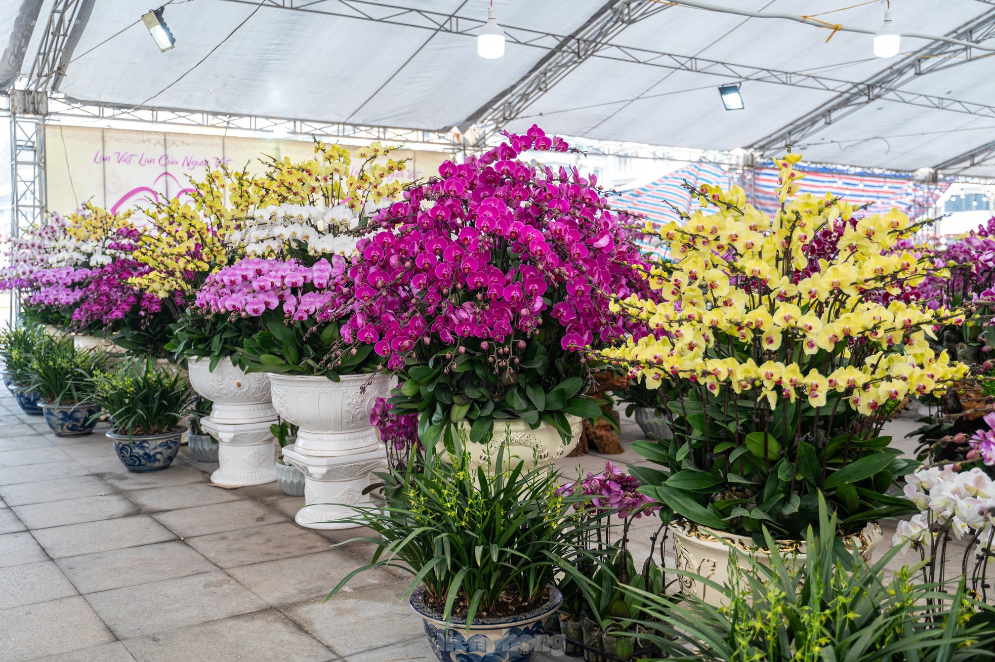 Cặp tùng có giá hơn 2,7 tỷ xuất hiện tại hội chợ hoa ở Hạ Long - Ảnh 8