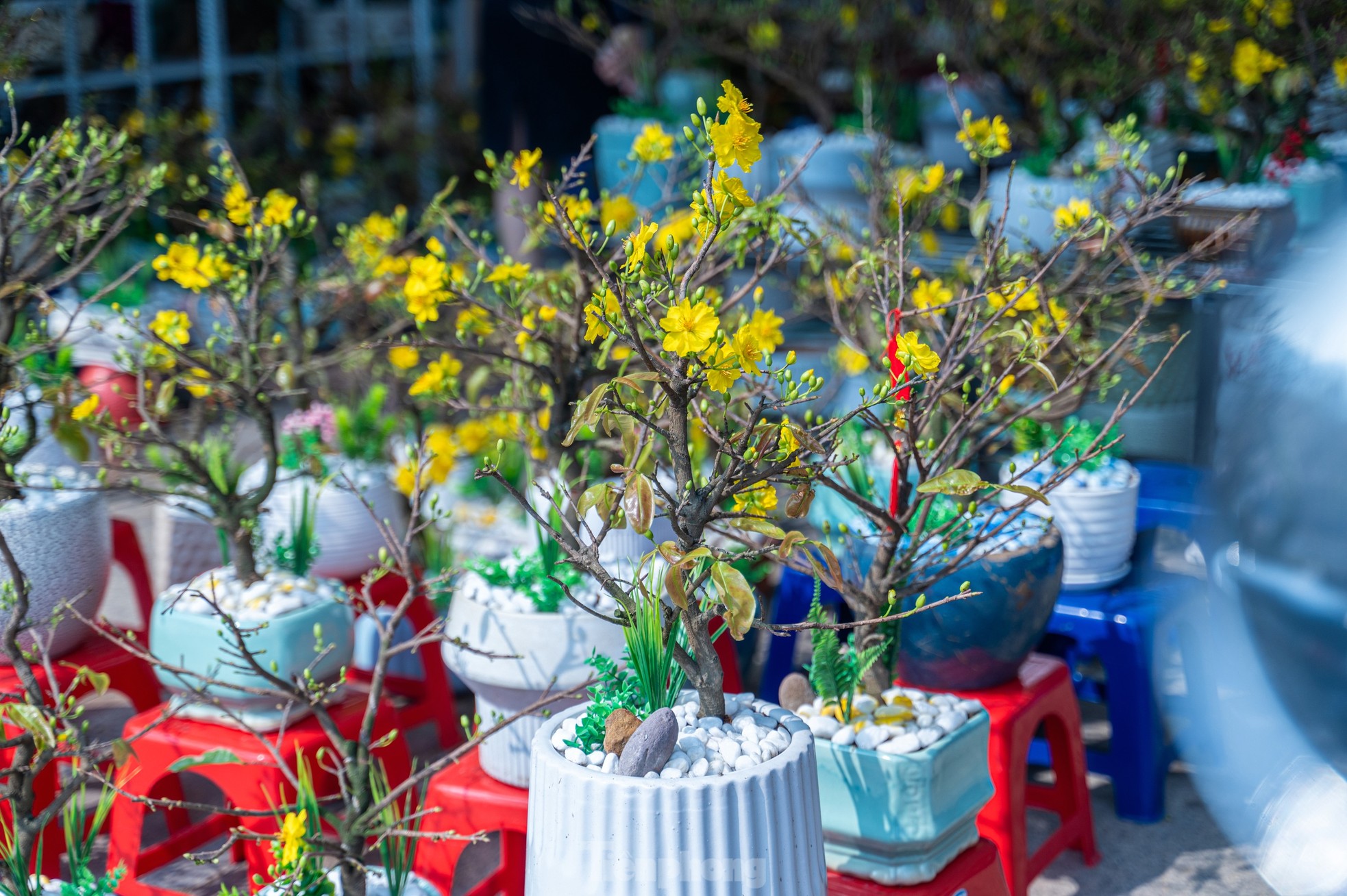 Cặp tùng có giá hơn 2,7 tỷ xuất hiện tại hội chợ hoa ở Hạ Long - Ảnh 4