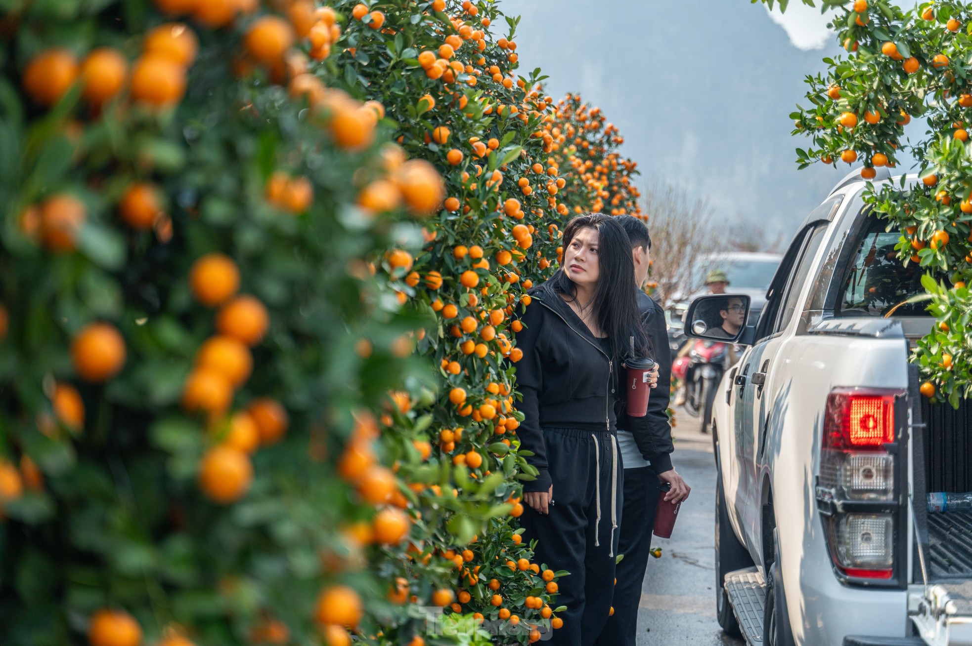 Cặp tùng có giá hơn 2,7 tỷ xuất hiện tại hội chợ hoa ở Hạ Long - Ảnh 17