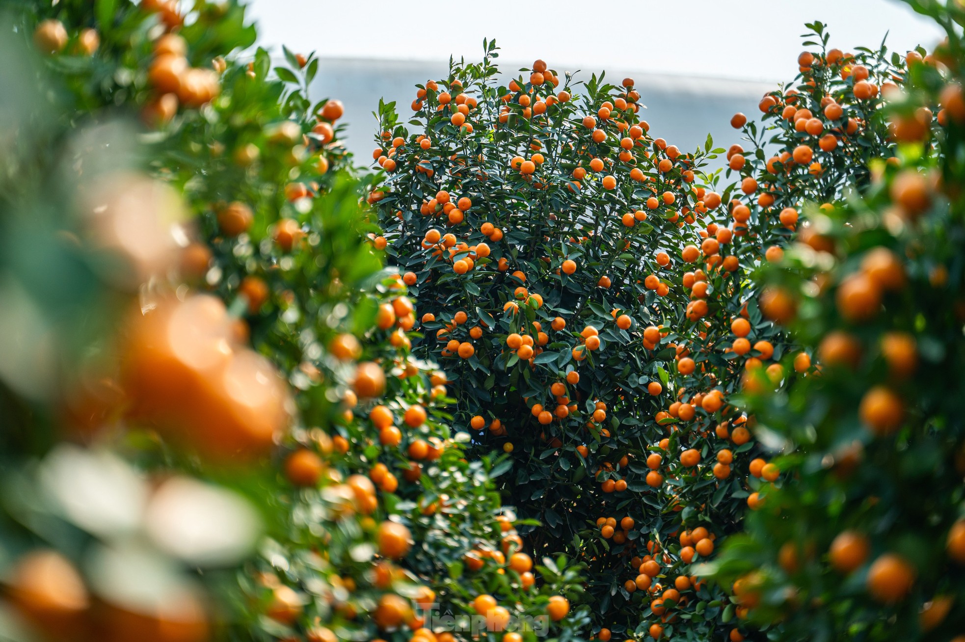 Cặp tùng có giá hơn 2,7 tỷ xuất hiện tại hội chợ hoa ở Hạ Long - Ảnh 20