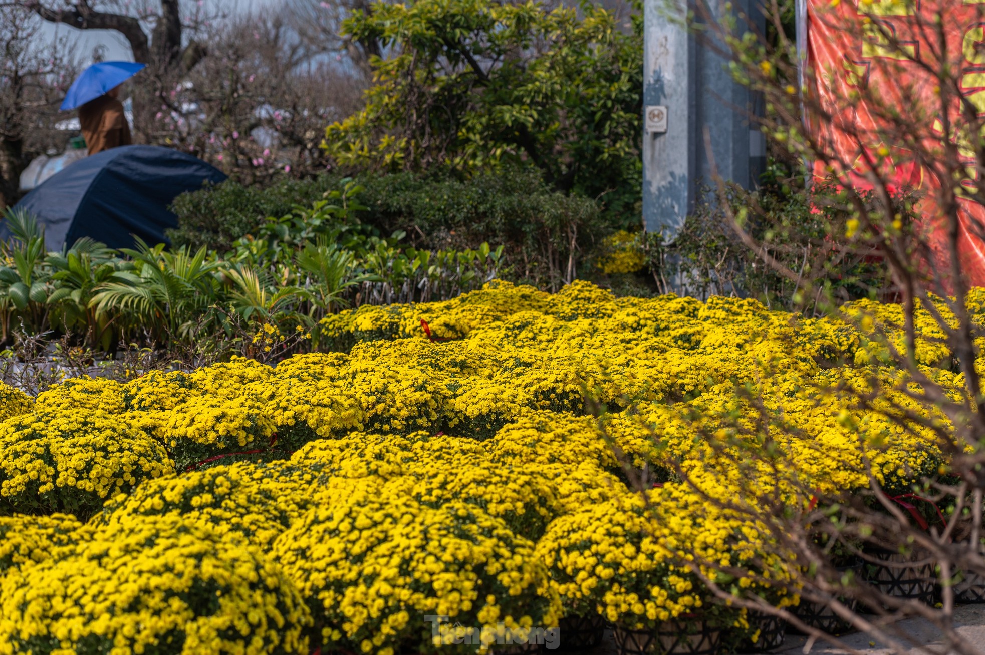 Cặp tùng có giá hơn 2,7 tỷ xuất hiện tại hội chợ hoa ở Hạ Long - Ảnh 5