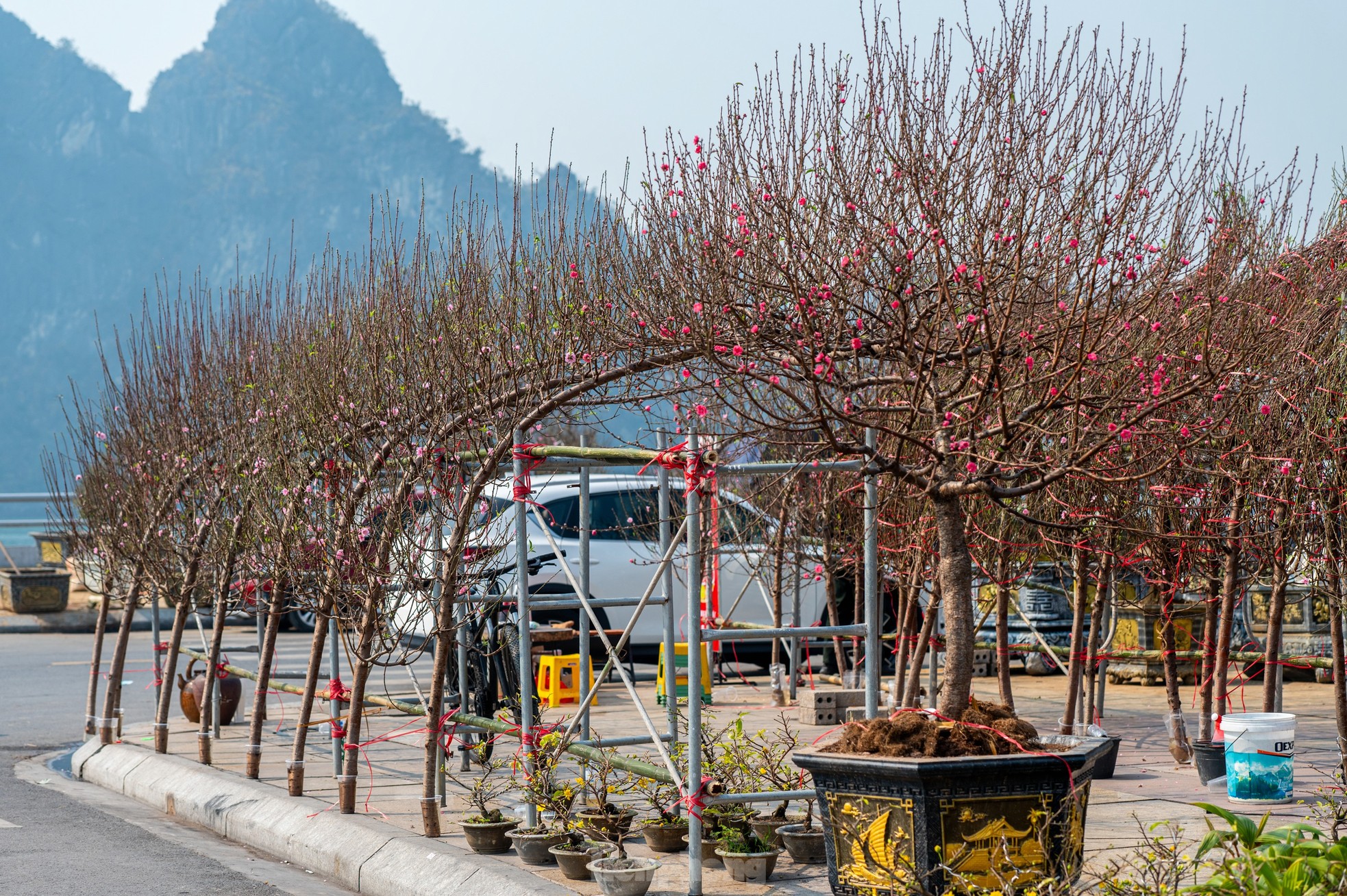 Cặp tùng có giá hơn 2,7 tỷ xuất hiện tại hội chợ hoa ở Hạ Long - Ảnh 3