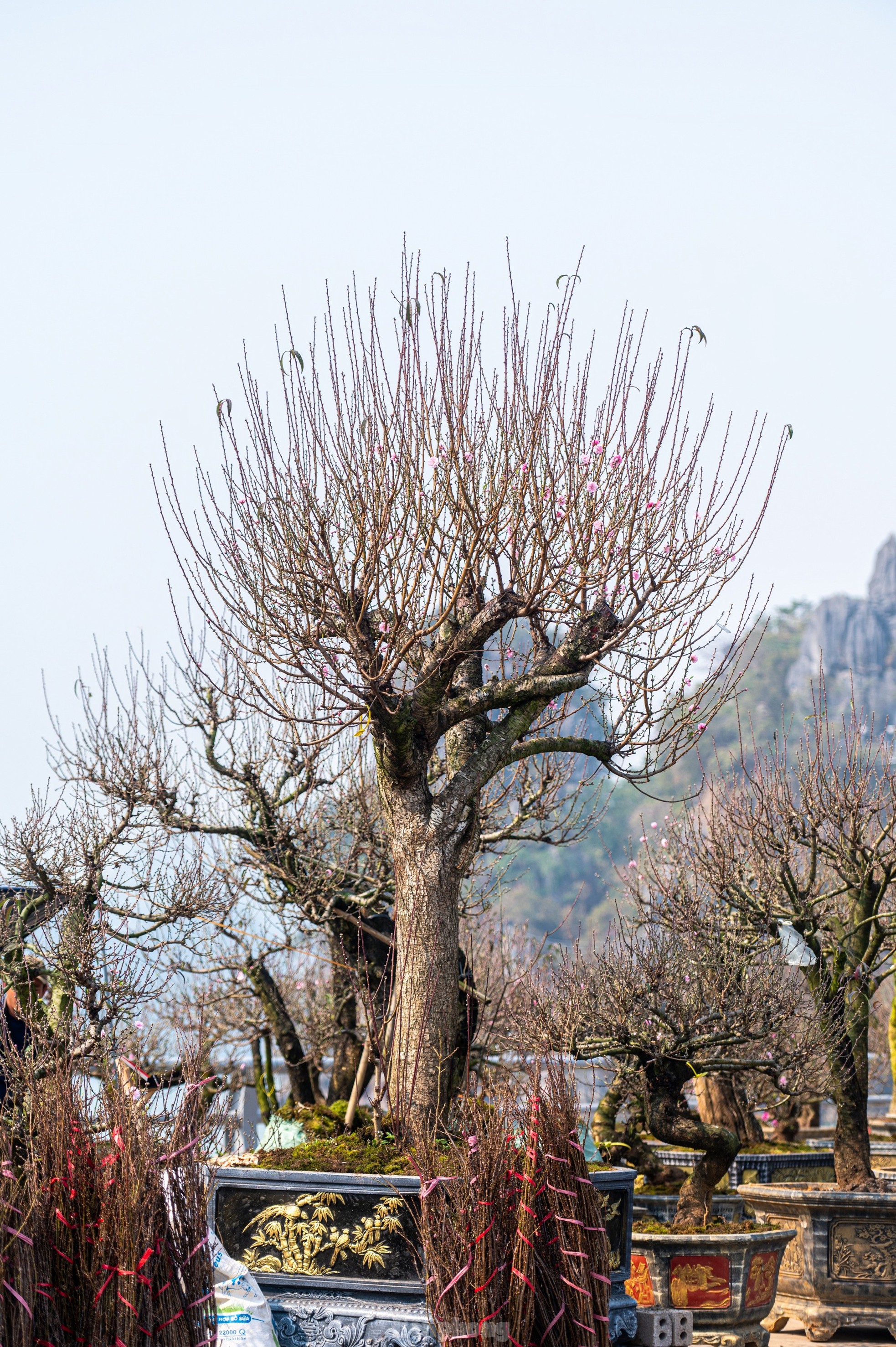 Cặp tùng có giá hơn 2,7 tỷ xuất hiện tại hội chợ hoa ở Hạ Long - Ảnh 13