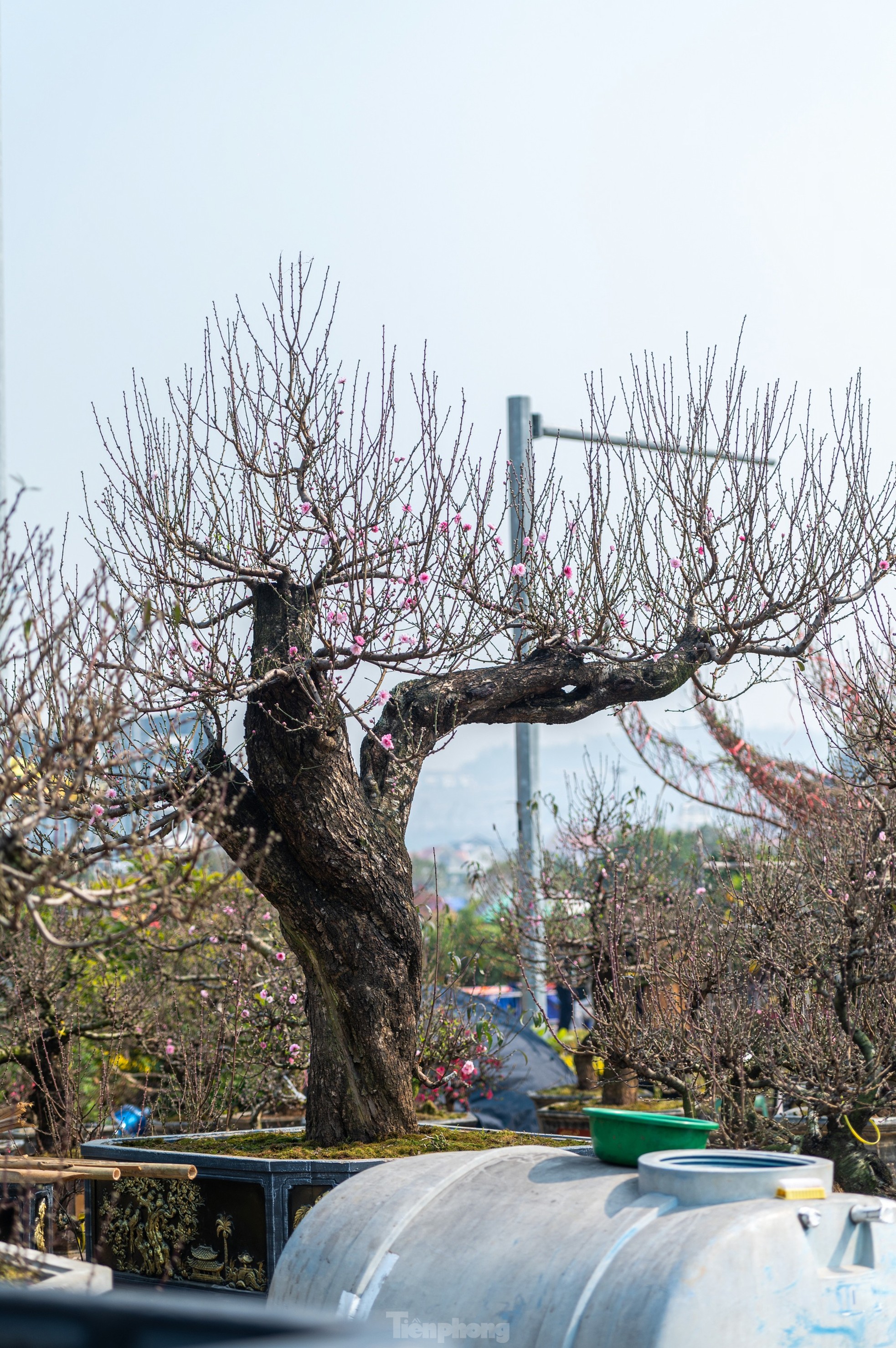 Cặp tùng có giá hơn 2,7 tỷ xuất hiện tại hội chợ hoa ở Hạ Long - Ảnh 12