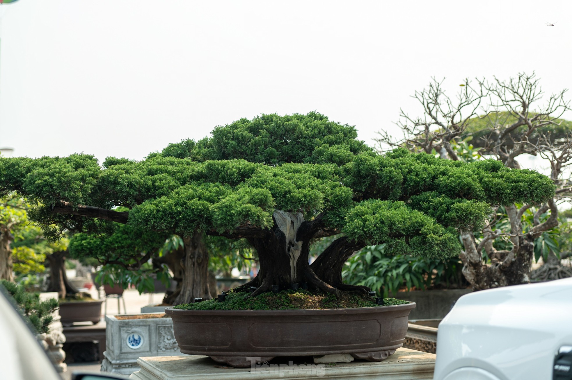 Cặp tùng có giá hơn 2,7 tỷ xuất hiện tại hội chợ hoa ở Hạ Long - Ảnh 9