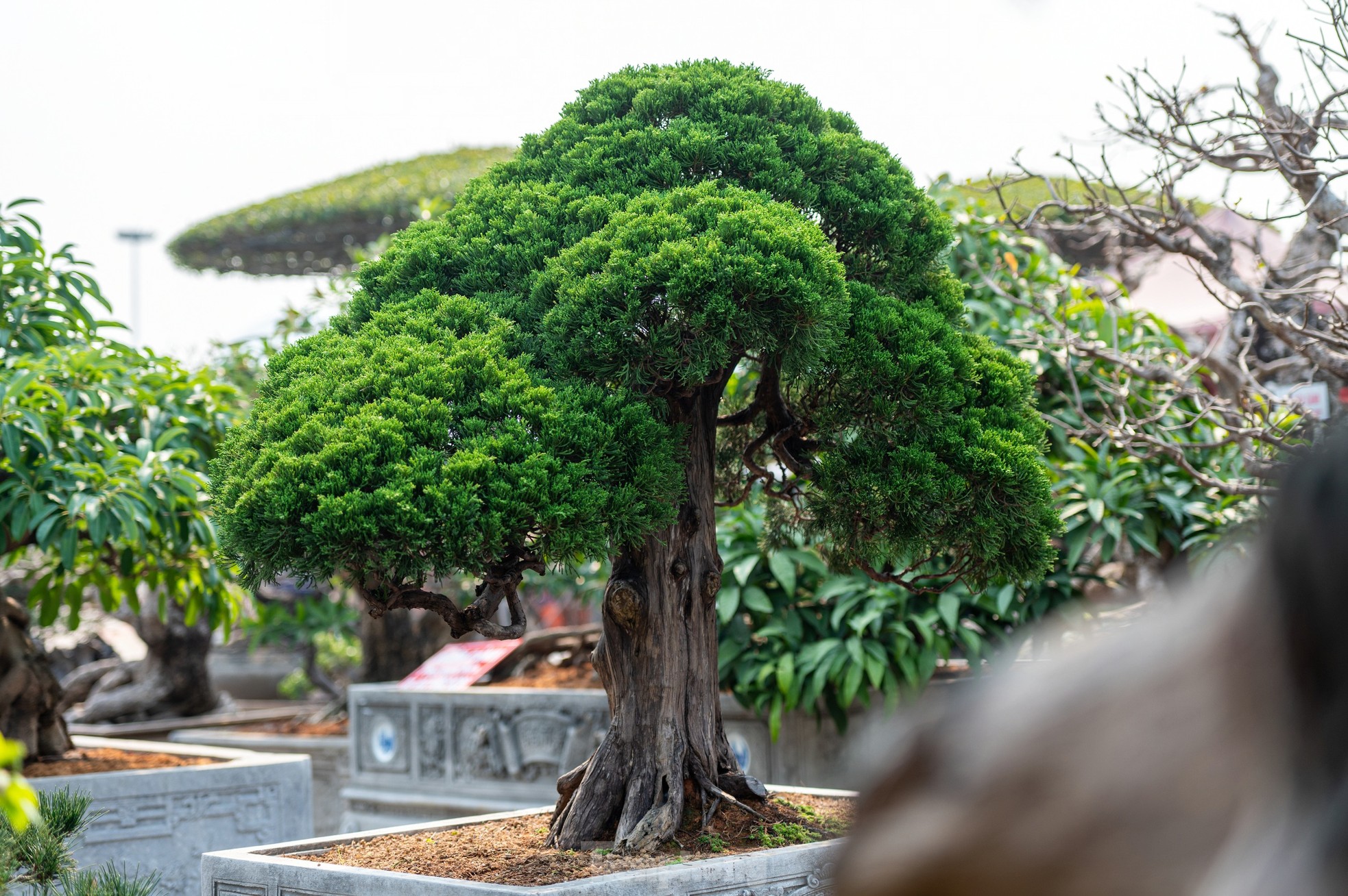 Cặp tùng có giá hơn 2,7 tỷ xuất hiện tại hội chợ hoa ở Hạ Long - Ảnh 10