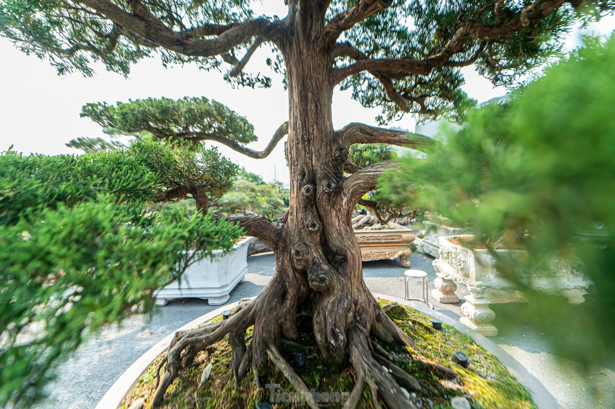 Cặp tùng có giá hơn 2,7 tỷ xuất hiện tại hội chợ hoa ở Hạ Long - Ảnh 11