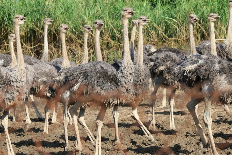 ‘Đột nhập’ trang trại đà điểu lớn nhất Việt Nam - Ảnh 2