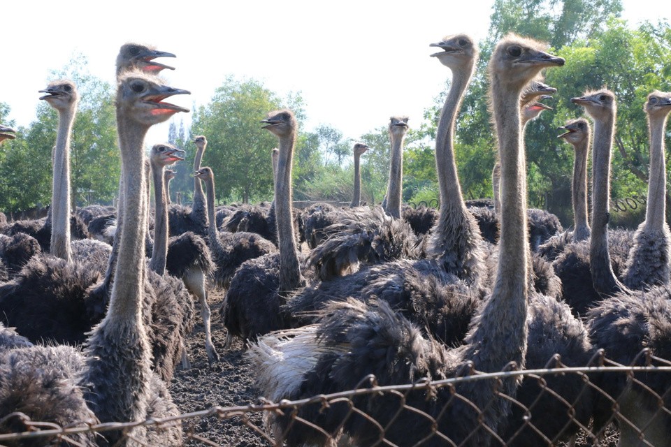 ‘Đột nhập’ trang trại đà điểu lớn nhất Việt Nam - Ảnh 8