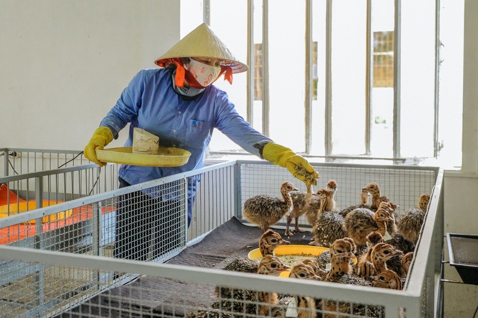 ‘Đột nhập’ trang trại đà điểu lớn nhất Việt Nam - Ảnh 7