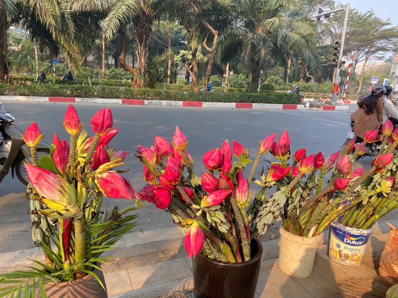 Phố cây cảnh lớn nhất Hà Nội ‘diện áo mới’ đón Tết - Ảnh 10