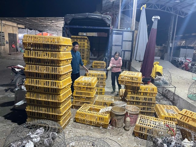 'Đột nhập' chợ gia cầm lớn nhất miền Bắc ngày giáp Tết - Ảnh 1