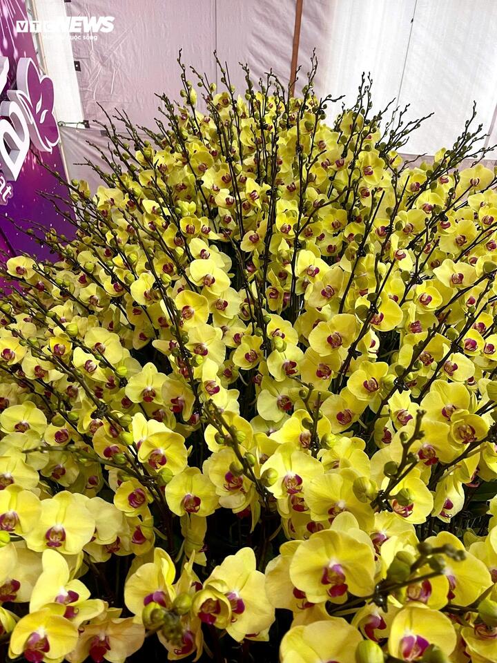 Cận cảnh chậu hoa lan dát vàng giá gần 4 tỷ đồng chờ khách mua chưng Tết - Ảnh 6
