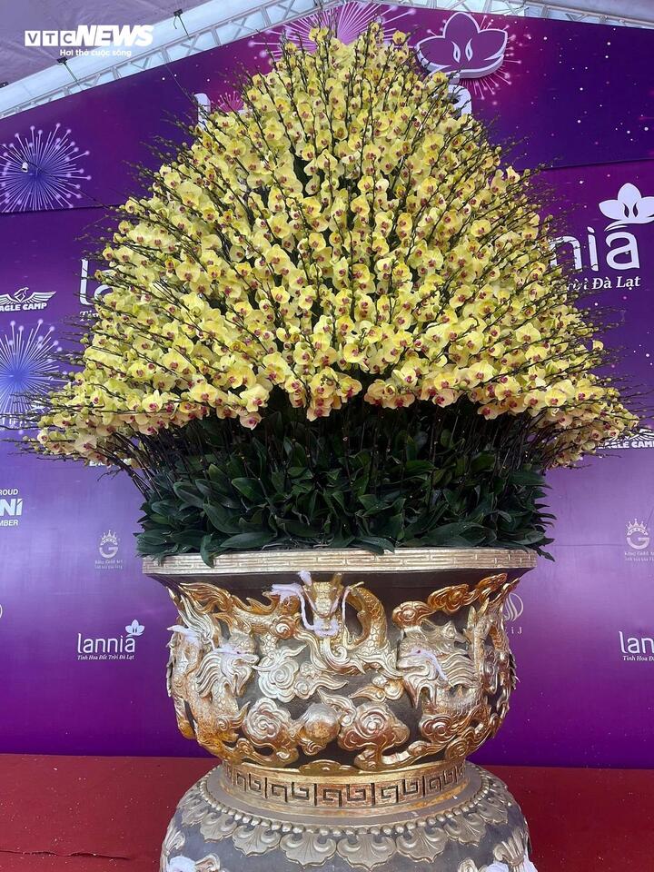 Cận cảnh chậu hoa lan dát vàng giá gần 4 tỷ đồng chờ khách mua chưng Tết - Ảnh 14