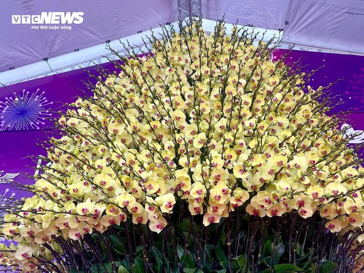 Cận cảnh chậu hoa lan dát vàng giá gần 4 tỷ đồng chờ khách mua chưng Tết - Ảnh 2